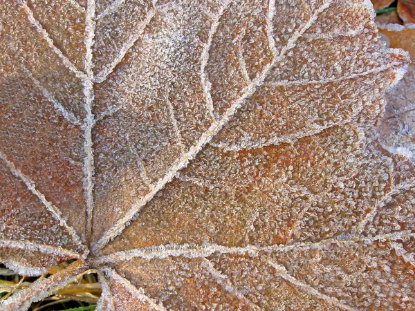 Abstraktes altes gefrostetes Blatt mit Eis bedeckt, winterliche Details. — Stockfoto