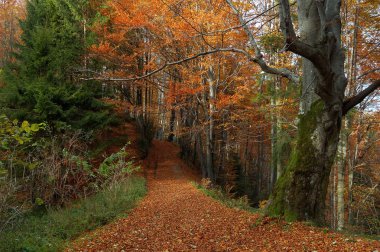 Autumn landscape clipart