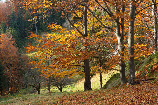 Autumn landscape with bright trees in mountains Carpathians, Ukraine