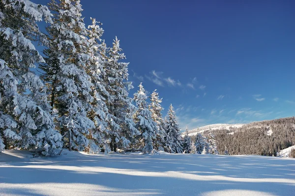 stock image Winter scene