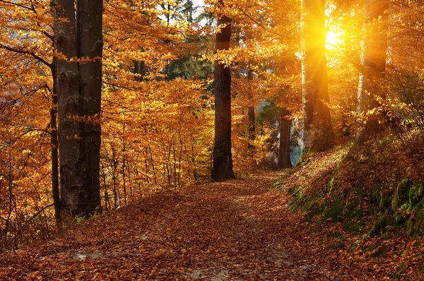 Podzimní krajina v lese — Stock fotografie