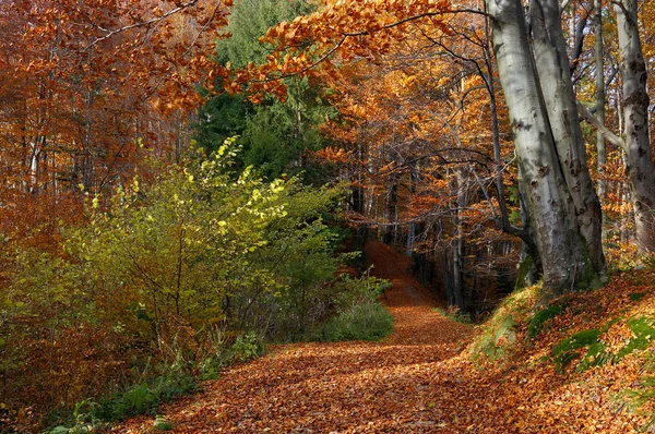 Paysage d'automne en montagne — Photo