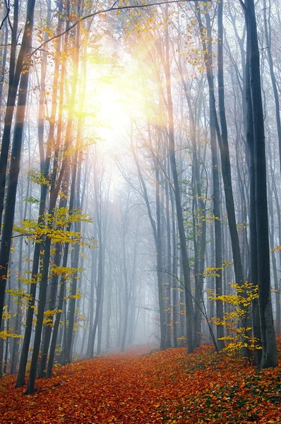 Herfst in hout — Stockfoto