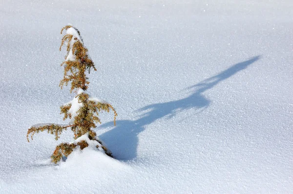 Kış arkaplanı — Stok fotoğraf