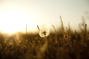 True field and dandelion at sunset. clipart