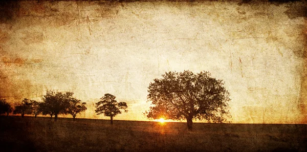 Árvore no campo de verão. Foto no velho estilo de imagem . — Fotografia de Stock