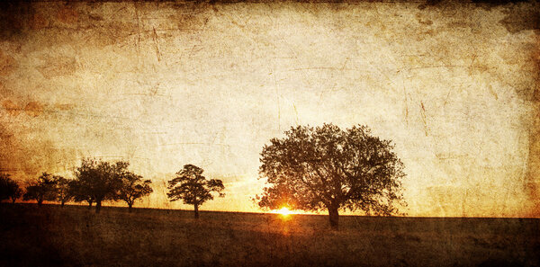 Tree in the summer field. Photo in old image style.