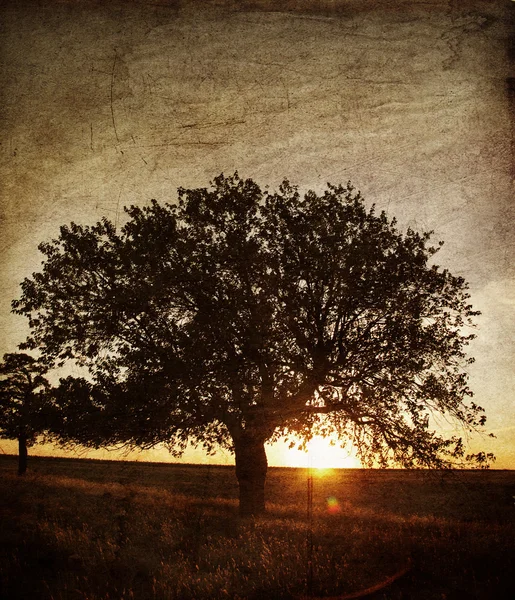 Árvore no campo de verão. Foto no velho estilo de imagem . — Fotografia de Stock