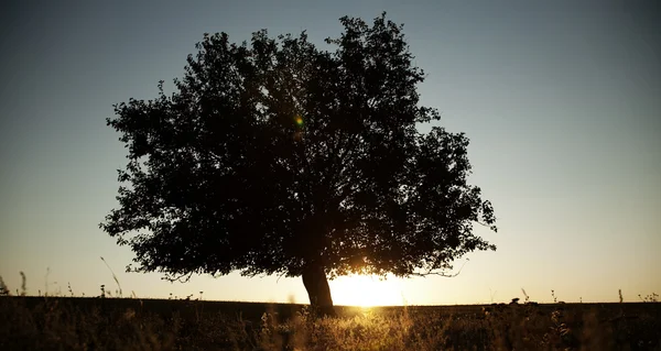 Baum im Sommerfeld. — Stockfoto