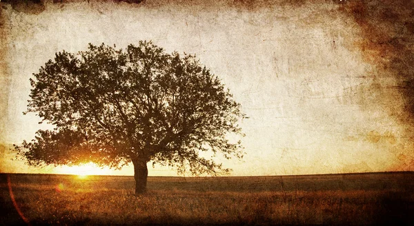 Дерево в летнем поле. Фото в старом стиле . — стоковое фото