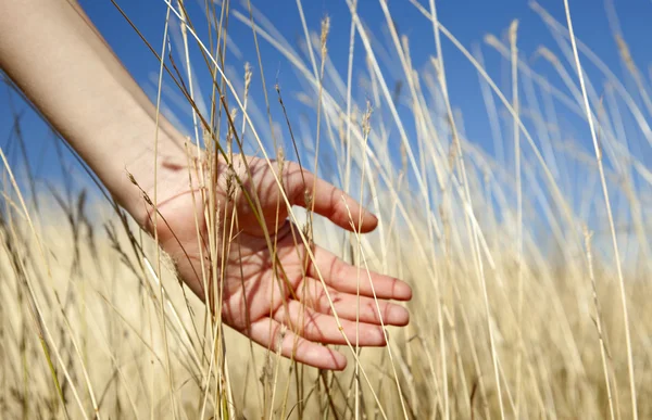 Жінки рука в осінній траві . — стокове фото