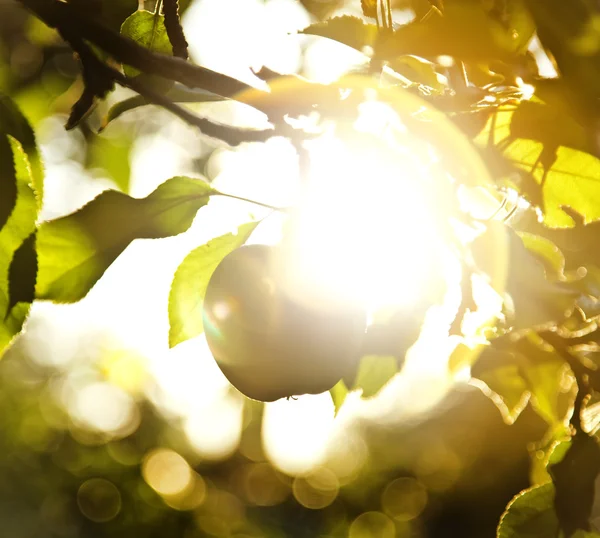 stock image Fruit apples in the light of the sun