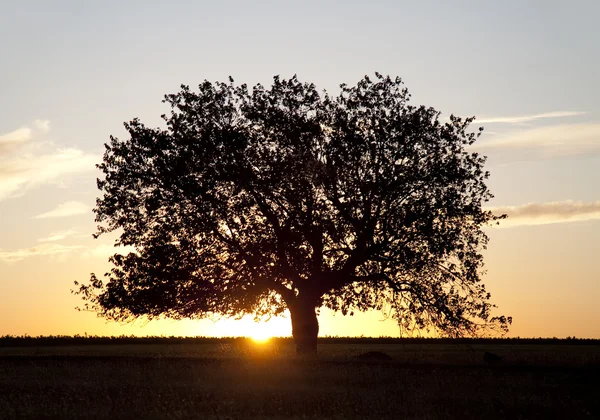 Baum im Sommerfeld. Foto im alten Bildstil. — Stockfoto