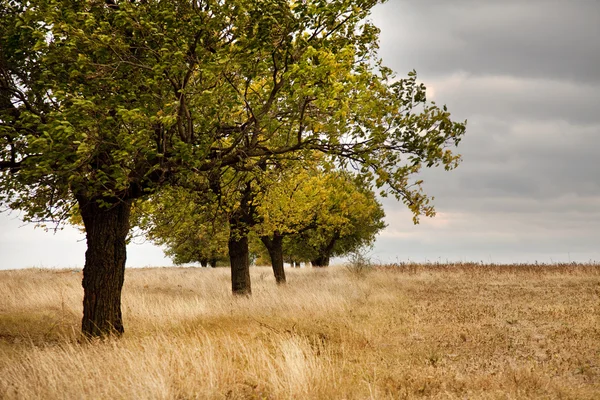 Träd utomhus på hösten — Stockfoto