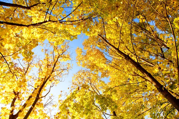 Vue vers le haut des arbres d'automne — Photo