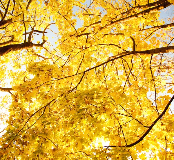 Vue vers le haut des arbres d'automne — Photo