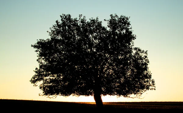 Träd i fältet sommaren. — Stockfoto