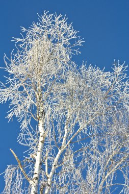 The silver birch is covered by snow in the winter clipart