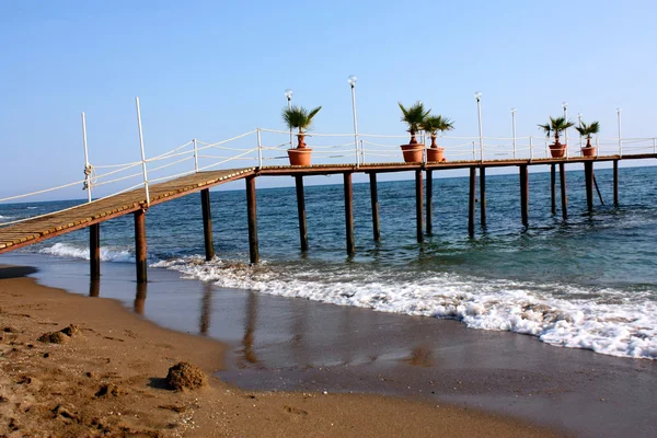 Fecha palmeras cerca del mar — Foto de Stock