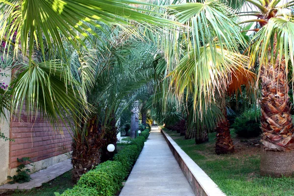 Palm garden in resort exotic hotel — Stock Photo, Image