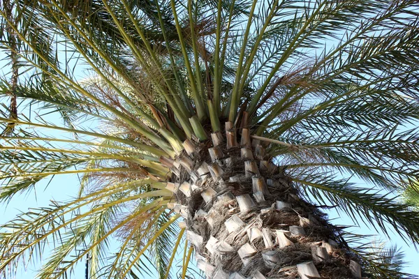 Date palm trees near the sea — Stock Photo, Image