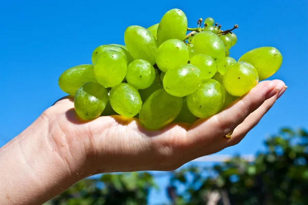 Ramo de uvas verdes en una palma de la niña — Foto de Stock