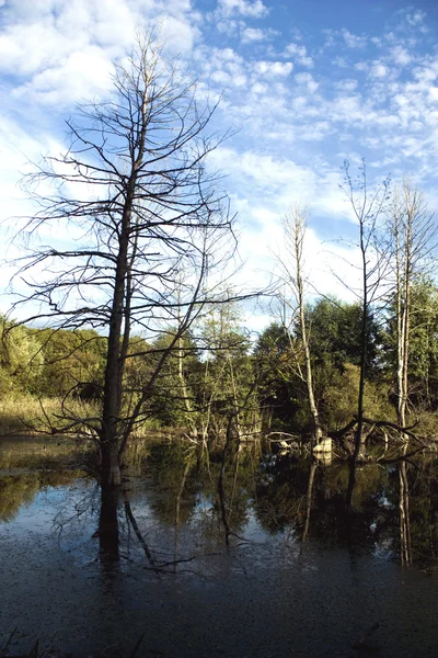 湖で木材の風景 — ストック写真