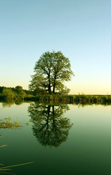 stock image Lonely tree between lake and the sky