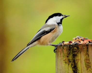 Black-capped Chickadee clipart