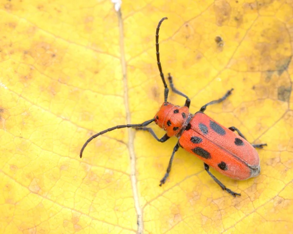 Red Milkweed Beetle — Stock Photo, Image