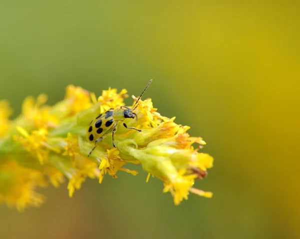 Escarabajo del pepino manchado — Foto de Stock