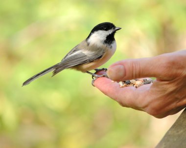 Black-capped Chickadee clipart