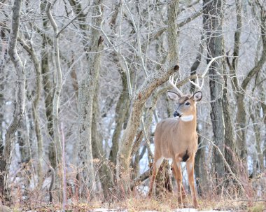 Genç whitetail geyik buck