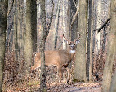 Genç whitetail geyik buck