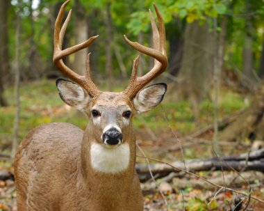 Young Whitetail Deer Buck clipart