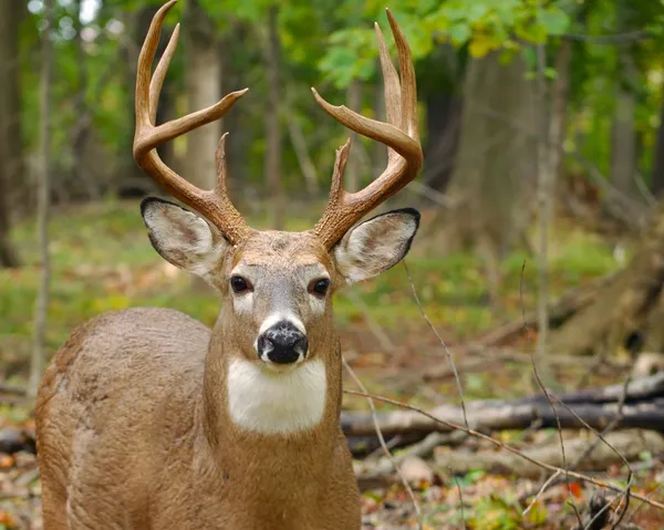 Giovane Whitetail Deer Buck — Foto Stock