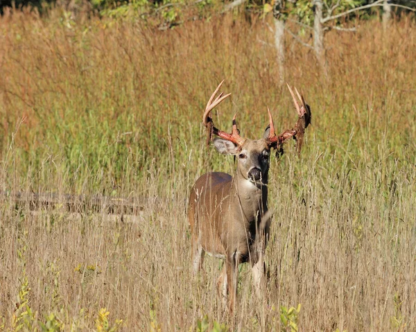Giovane Whitetail Deer Buck — Foto Stock