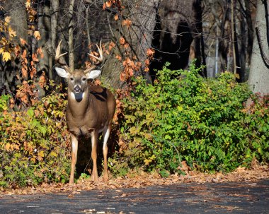 azgın whitetail geyik buck