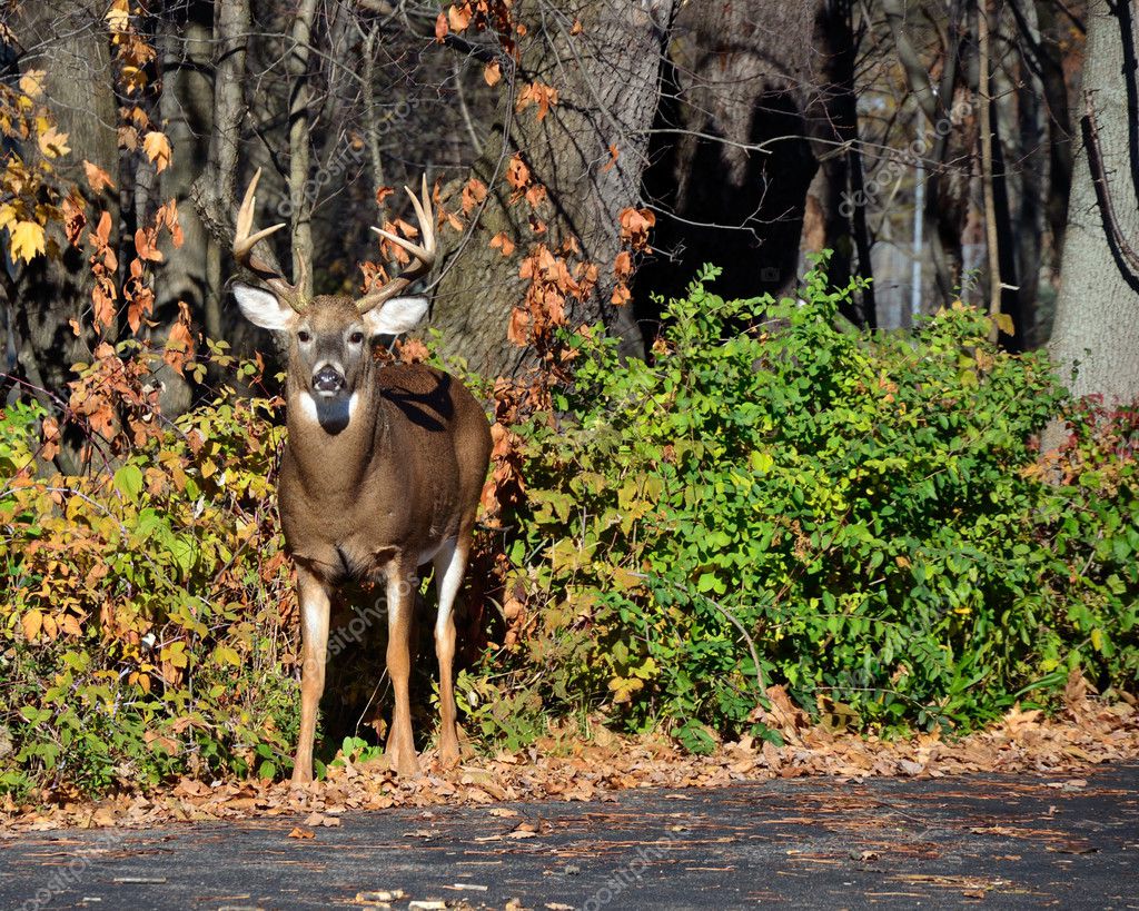 Rutting Whitetail Deer Buck Stock Photo by ©brm1949 7495835