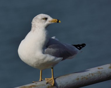 Ring-billed martı