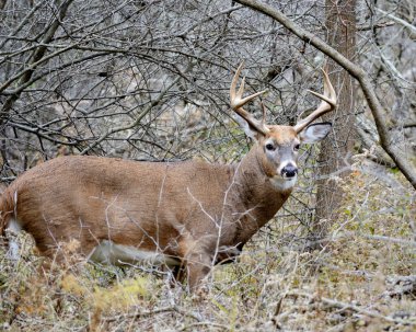 Whitetail Geyik buck