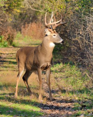 Whitetail Geyik buck