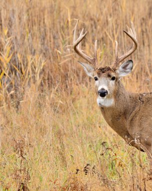 Whitetail Geyik buck