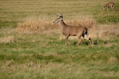 Whitetail Geyik buck