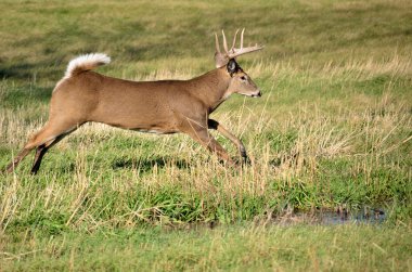 Whitetail Geyik buck