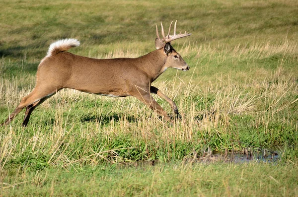 Whitetail jelenie buck — Zdjęcie stockowe