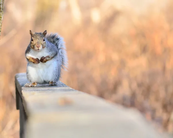 Grey Squirrel — Stock Photo, Image