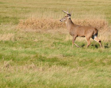 Whitetail Geyik buck