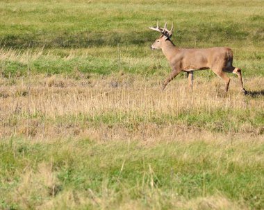 Whitetail Geyik buck