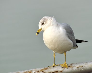 Ring-billed martı